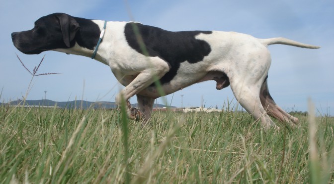 Vendesi Cuccioli Pointer Inglese Con Linea Da Lavoro Diana Bellinzona